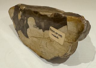 Madera Petrificada Natural Impresionante