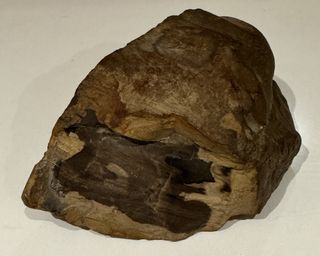 Madera Petrificada Natural Impresionante