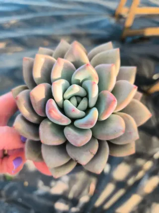 Suculentas y cactus