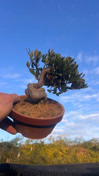 BONSAI GARDENIA JAZMINOIDE IMPORTACION JAPONESA