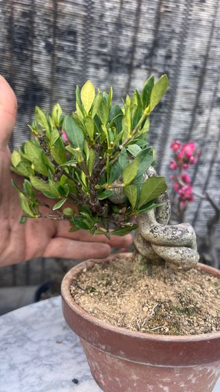BONSAI GARDENIA JAZMINOIDE IMPORTACION JAPONESA