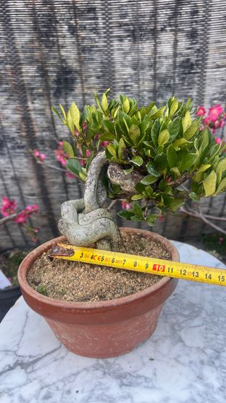 BONSAI GARDENIA JAZMINOIDE IMPORTACION JAPONESA