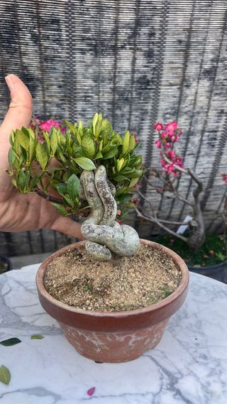 BONSAI GARDENIA JAZMINOIDE IMPORTACION JAPONESA