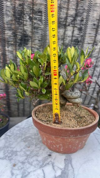 BONSAI GARDENIA JAZMINOIDE IMPORTACION JAPONESA