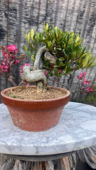 BONSAI GARDENIA JAZMINOIDE IMPORTACION JAPONESA