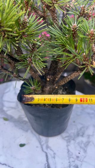 PRE BONSAI PINO NEGRO KOTOBUKI / THUNBERGI