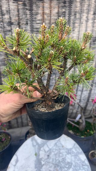 PRE BONSAI PINO NEGRO KOTOBUKI / THUNBERGI