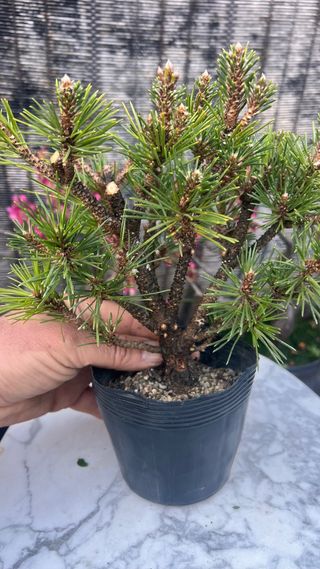 PRE BONSAI PINO NEGRO KOTOBUKI / THUNBERGI