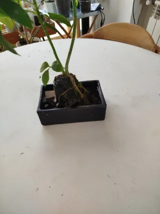 Cheflera sobre piedra volcánica