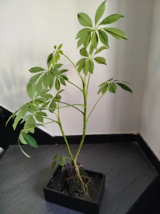 Cheflera sobre piedra volcánica