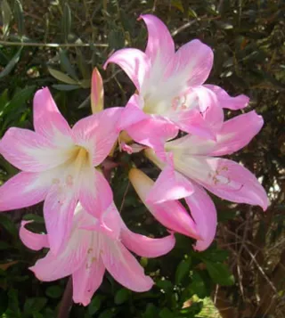 Amarillys belladonna flores rosas