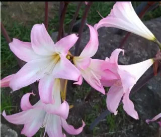 Amarillys belladonna flores rosas