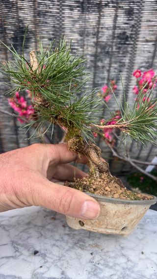 BONSAI UNCINATA / PINO NEGRO EUROPEO
