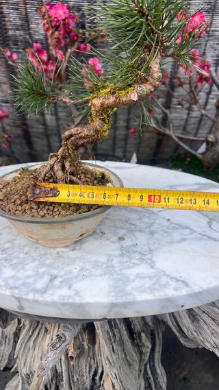 BONSAI UNCINATA / PINO NEGRO EUROPEO