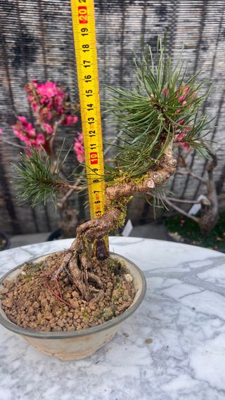 BONSAI UNCINATA / PINO NEGRO EUROPEO