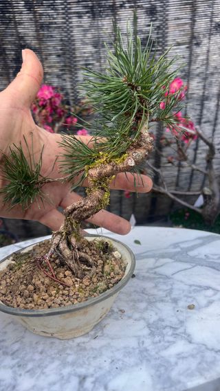 BONSAI UNCINATA / PINO NEGRO EUROPEO