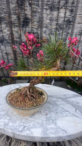 BONSAI UNCINATA / PINO NEGRO EUROPEO