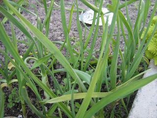 Cámara Digital Canon PowerShot A430