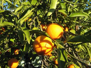 Cámara Digital Canon PowerShot A430