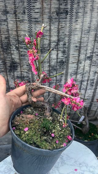 PRE BONSAI PRUNUS MUME / ALBARICOQUERO JAPONES