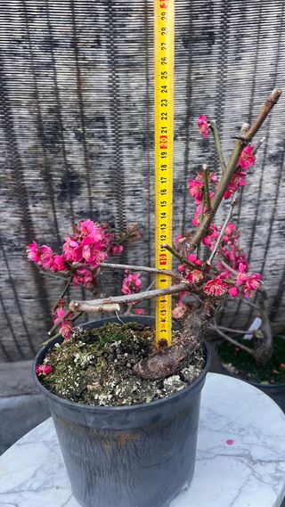 PRE BONSAI PRUNUS MUME / ALBARICOQUERO JAPONES