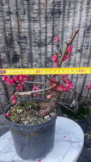 PRE BONSAI PRUNUS MUME / ALBARICOQUERO JAPONES