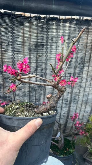 PRE BONSAI PRUNUS MUME / ALBARICOQUERO JAPONES