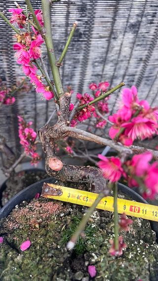 PRE BONSAI PRUNUS MUME / ALBARICOQUERO JAPONES