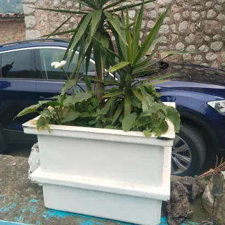 Plantas variadas: cactus y más