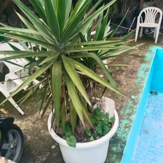 Plantas variadas: cactus y más