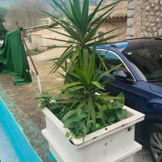 Plantas variadas: cactus y más