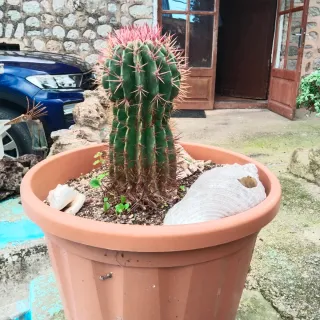 Plantas variadas: cactus y más