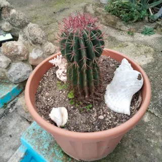 Plantas variadas: cactus y más