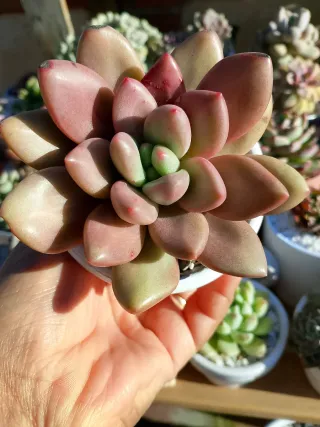 Graptoveria Pink Donna