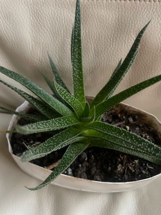 Planta suculenta en maceta