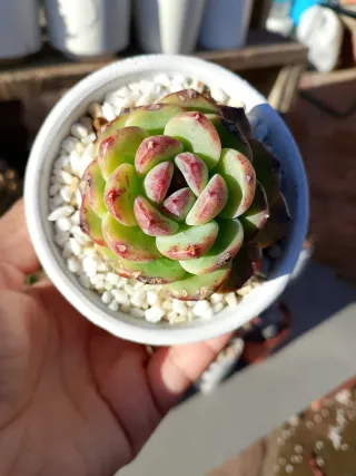 Echeveria híbrido dark opal