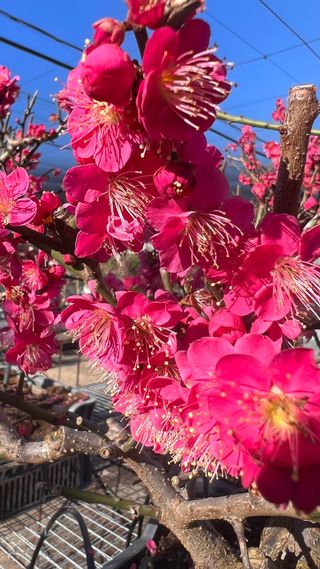 PRE BONSAI PRUNUS MUME / ALBARICOQUERO JAPONES