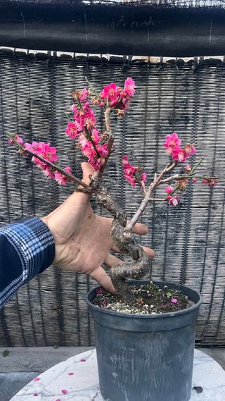 PRE BONSAI PRUNUS MUME / ALBARICOQUERO JAPONES