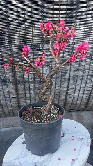PRE BONSAI PRUNUS MUME / ALBARICOQUERO JAPONES