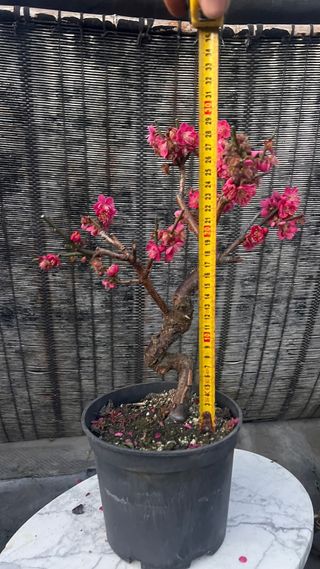PRE BONSAI PRUNUS MUME / ALBARICOQUERO JAPONES