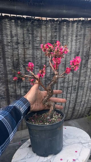 PRE BONSAI PRUNUS MUME / ALBARICOQUERO JAPONES