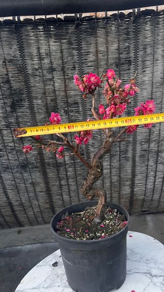 PRE BONSAI PRUNUS MUME / ALBARICOQUERO JAPONES