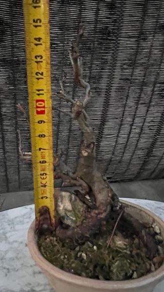 BONSAI MANZANO MINI SOBRE PIEDRA