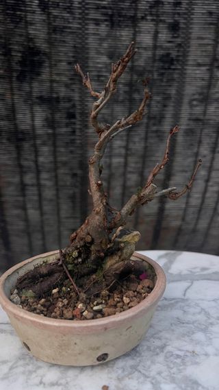 BONSAI MANZANO MINI SOBRE PIEDRA
