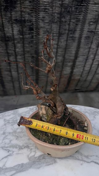 BONSAI MANZANO MINI SOBRE PIEDRA