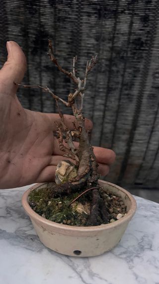 BONSAI MANZANO MINI SOBRE PIEDRA