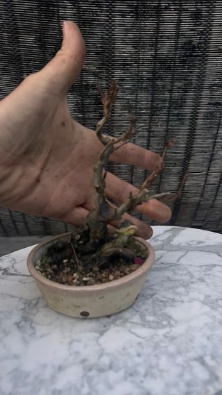 BONSAI MANZANO MINI SOBRE PIEDRA