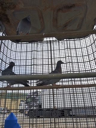 Jaula box para animales y mamíferos