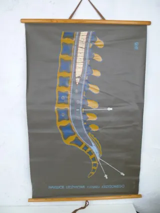 Tabla médica polaca 1950-1960, en cuero artificial