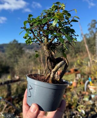 Olmo Benito bonsai